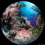 Coral Reef in Triton Bay by Gordon Tillen