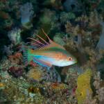 Flasher wrasse by Lilly